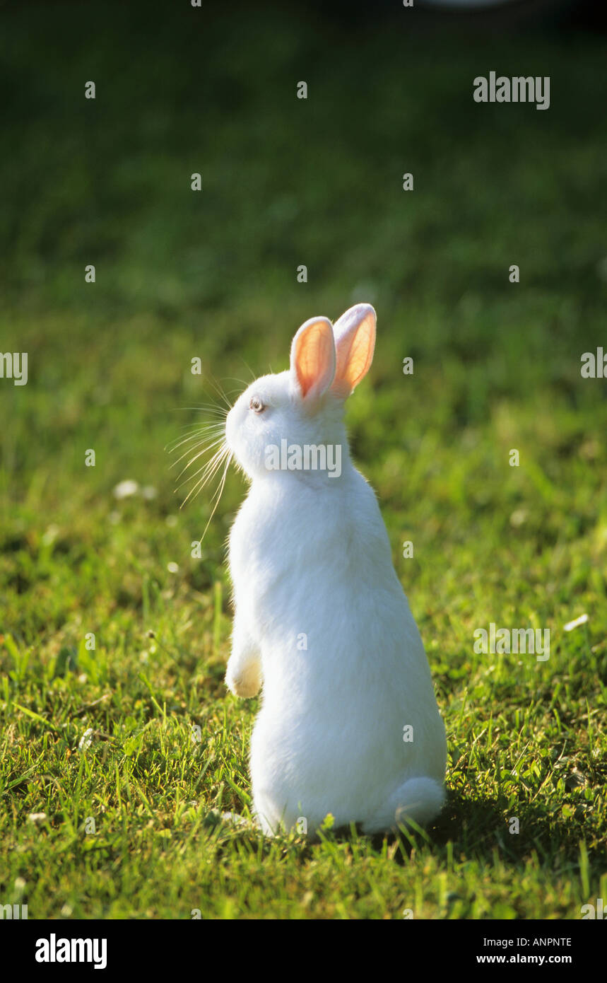 Begging bunny hi-res stock photography and images - Alamy