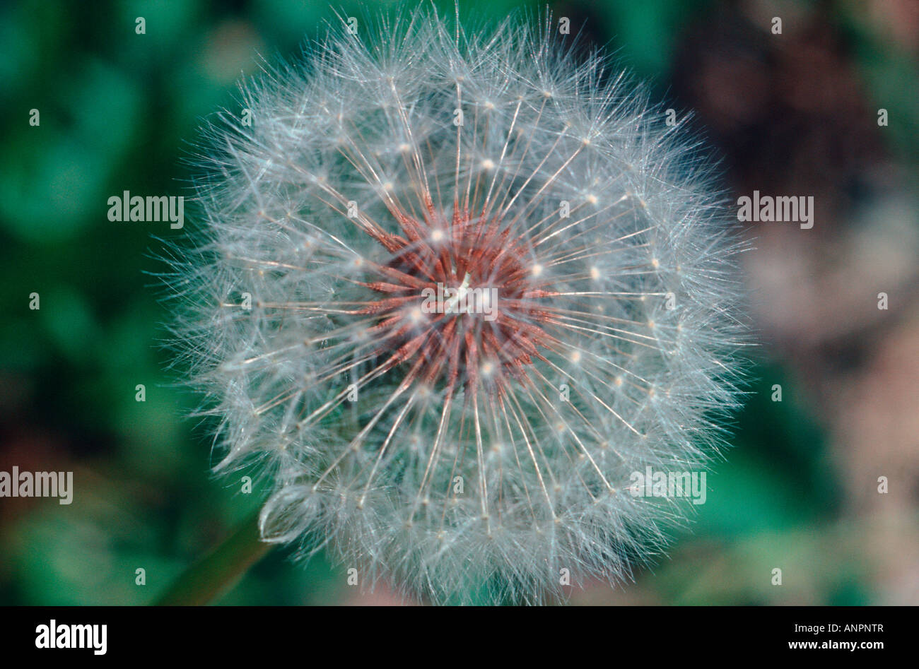 Common Dandelion, Taraxacum officinale. Seeds Stock Photo - Alamy