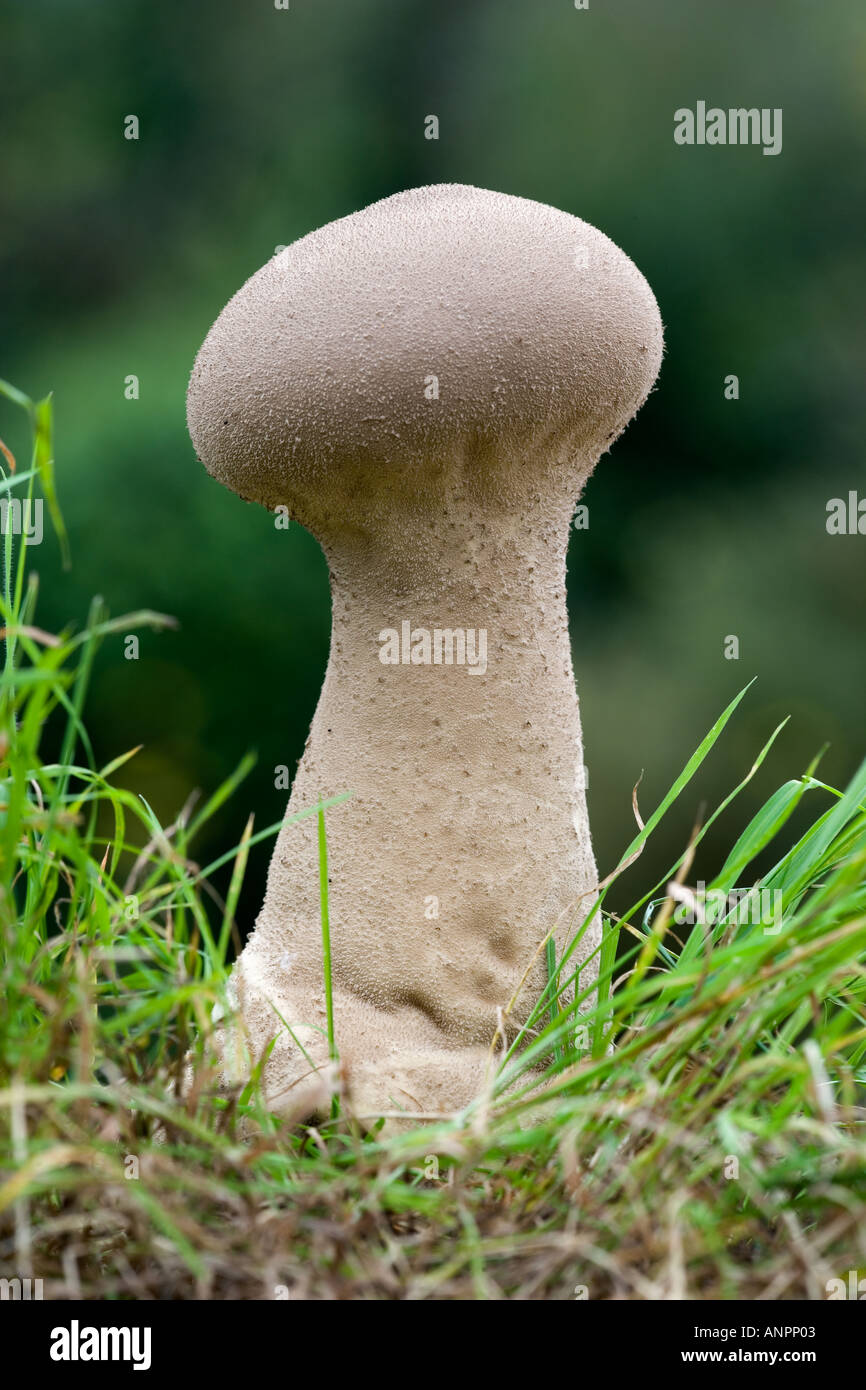 Pestle Puffball Calvatia excipuliformis growing in grass with nice out of focus background potton bedfordshire Stock Photo