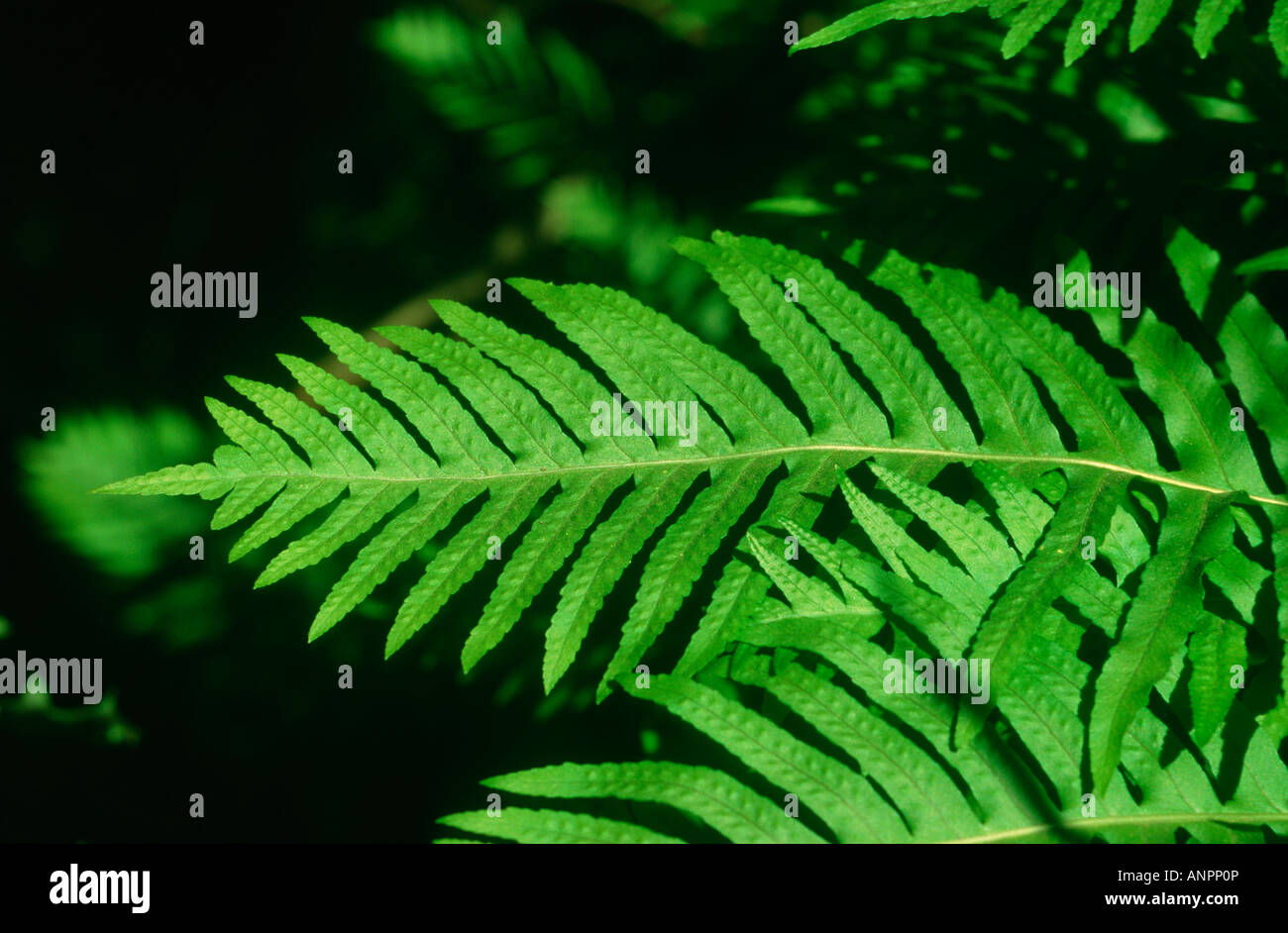 Common Polypody Fern, Polypodium vulgare. Leaf closeup Stock Photo