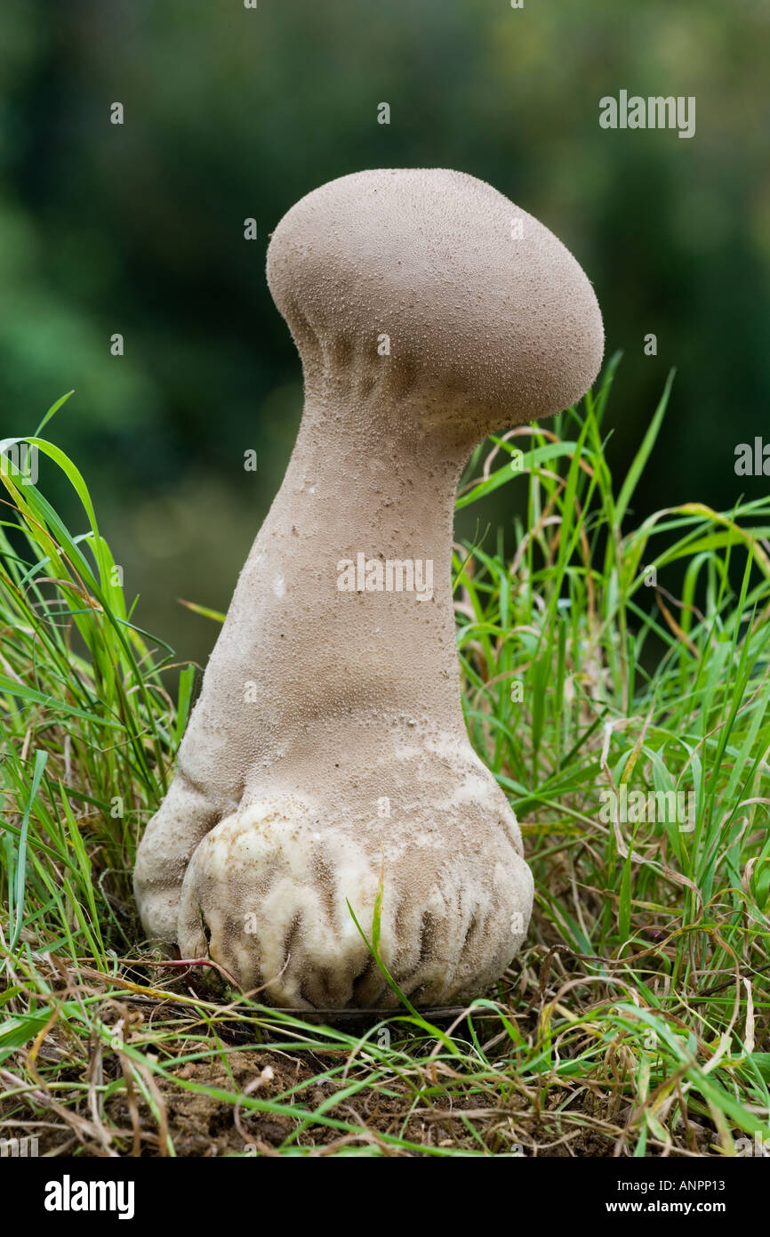 Pestle Puffball Calvatia excipuliformis growing in grass with nice defuse background potton bedfordshire Stock Photo