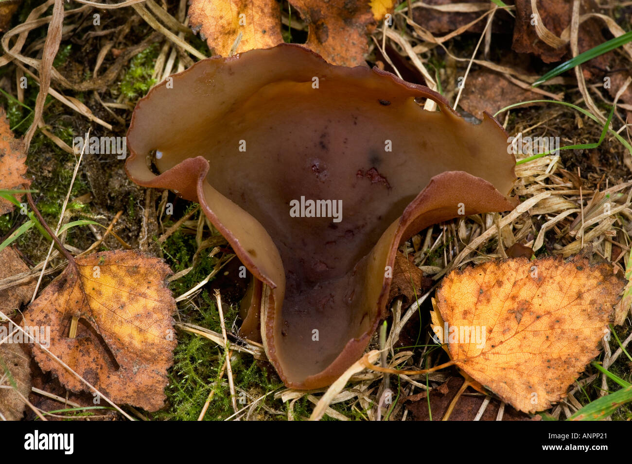 Peziza badia growing on ground with autumnal leaves potton bedfordshire Stock Photo