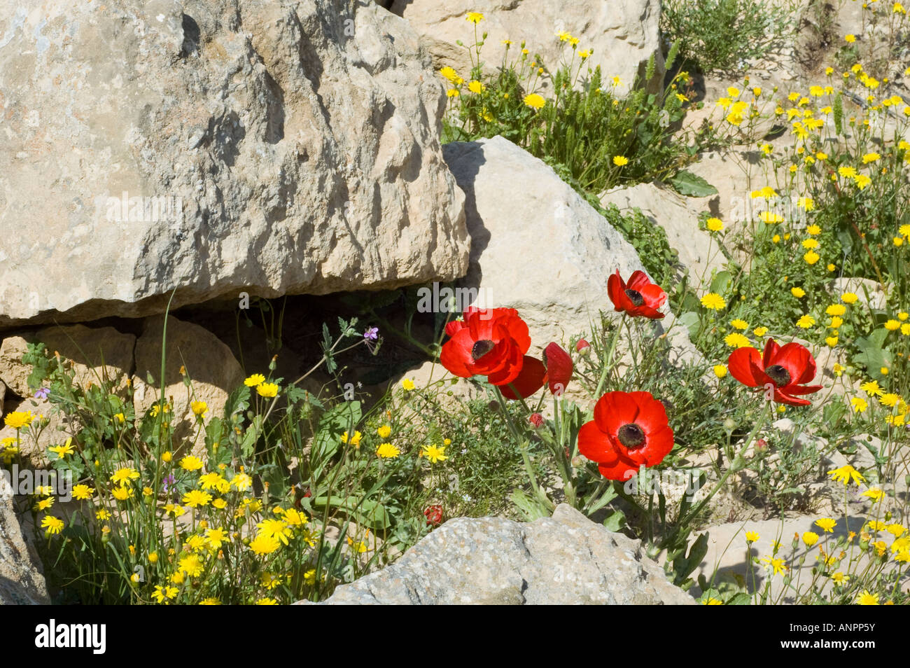 Wild flowers growing in the ruins of Mamshit, southern Israel Stock