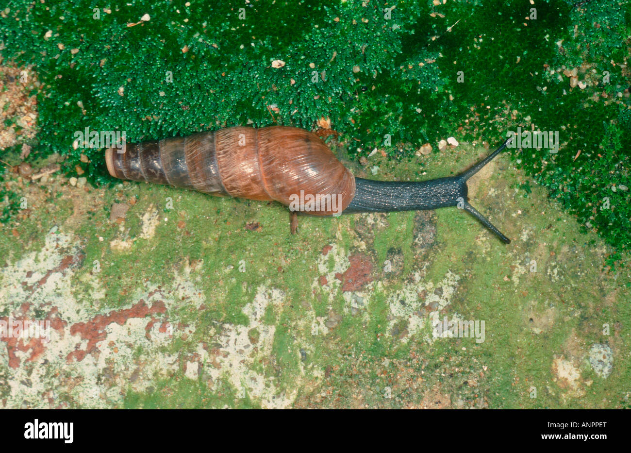 Decollate Snail, Rumina decollata Stock Photo