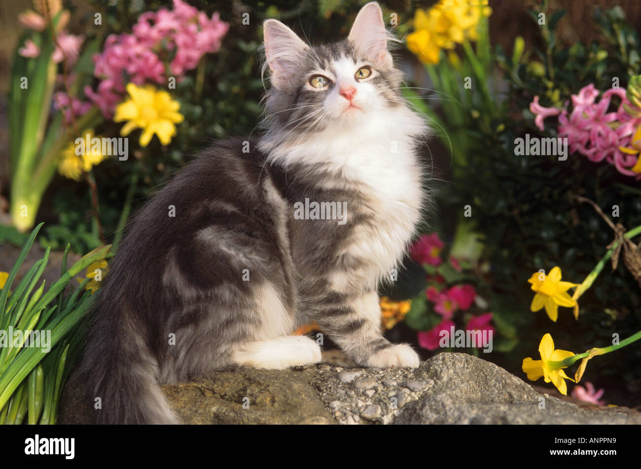 Norwegian forest cat - sitting in front of flowers Stock Photo