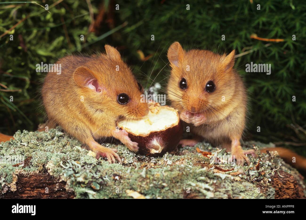 two young common dormice munching Stock Photo 8903399 Alamy