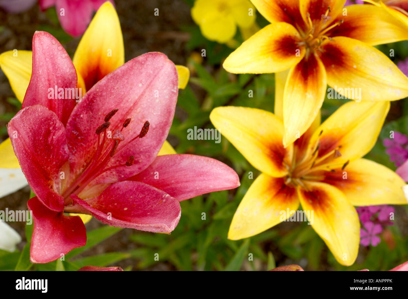 Lilies Stock Photo