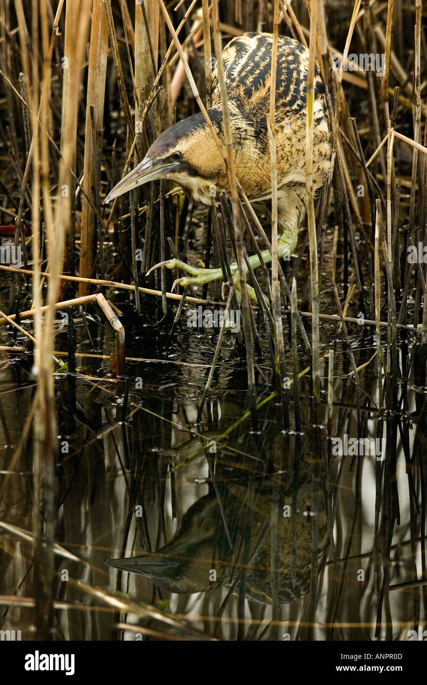 Bittern Botaurus stellaris walking through reed bed with reflection in ...