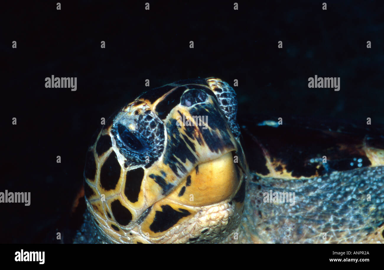 Gold Turtle High Resolution Stock Photography and Images - Alamy