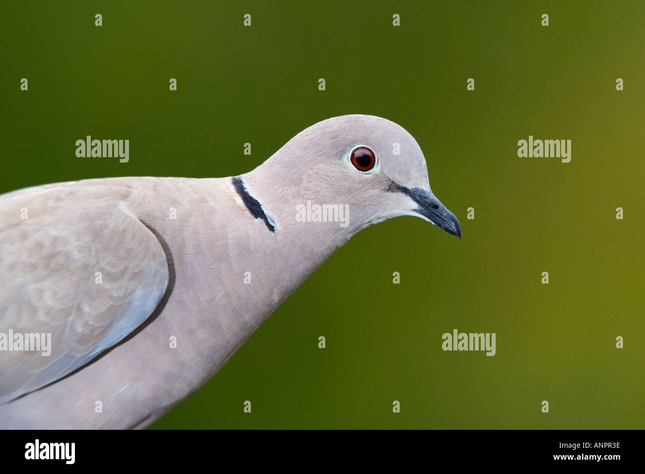 Collared dove Streptopelia decaocto close up of head showing markings and eye with nice defuse background potton bedfordshire Stock Photo