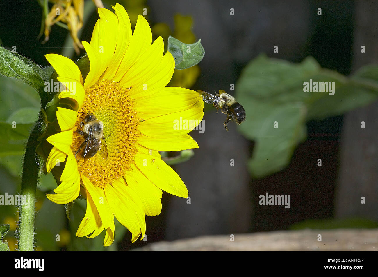 Bumble Bees And Sunflower Hi Res Stock Photography And Images Alamy