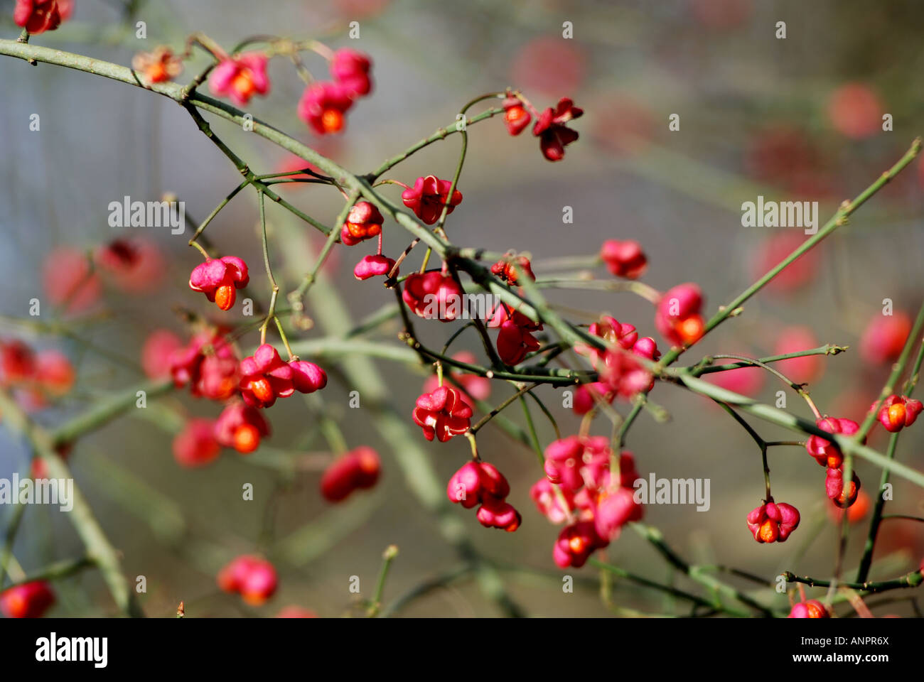 Spindle tree hires stock photography and images Alamy