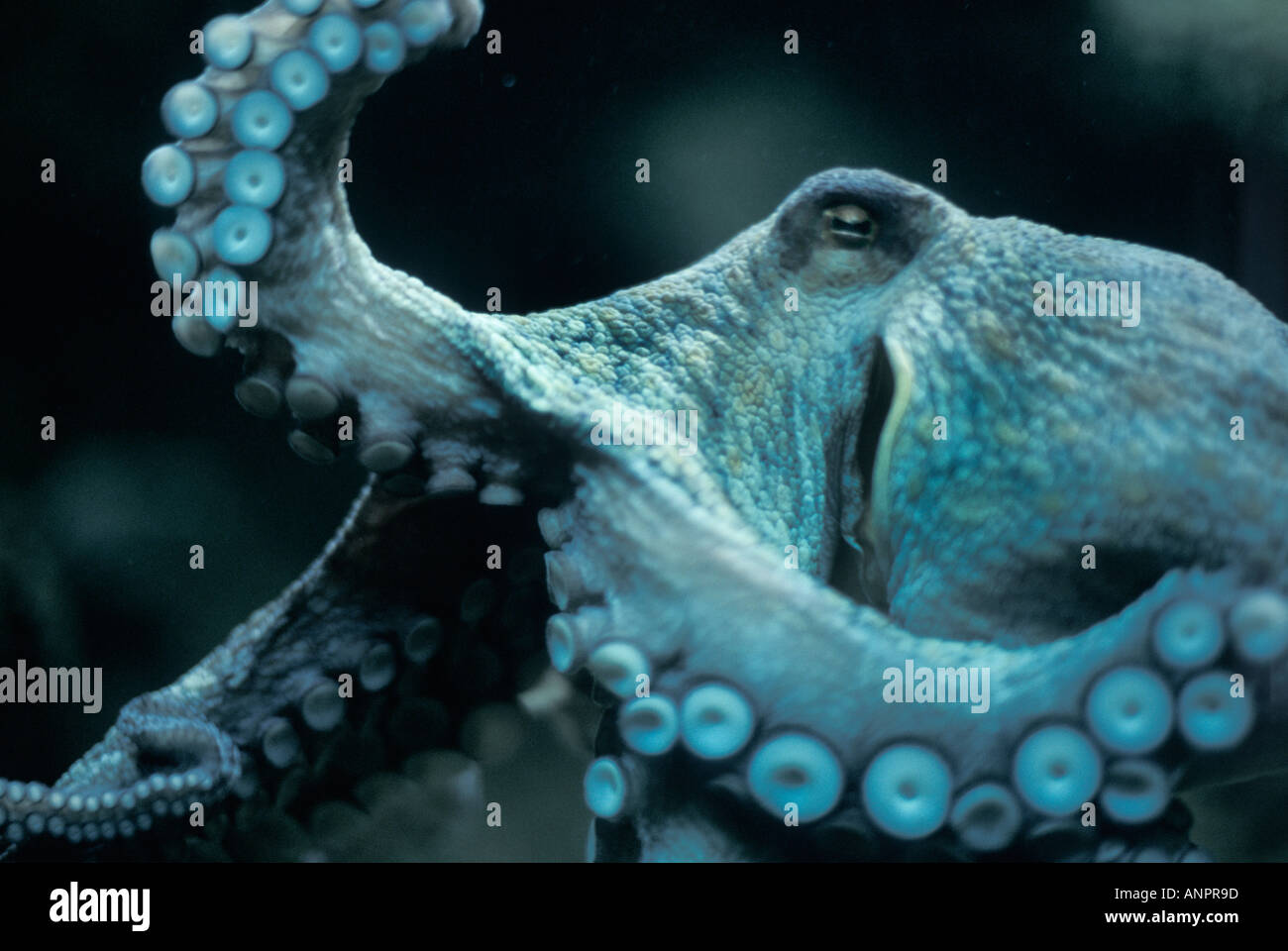 An octopus but has eight legs hi-res stock photography and images - Alamy