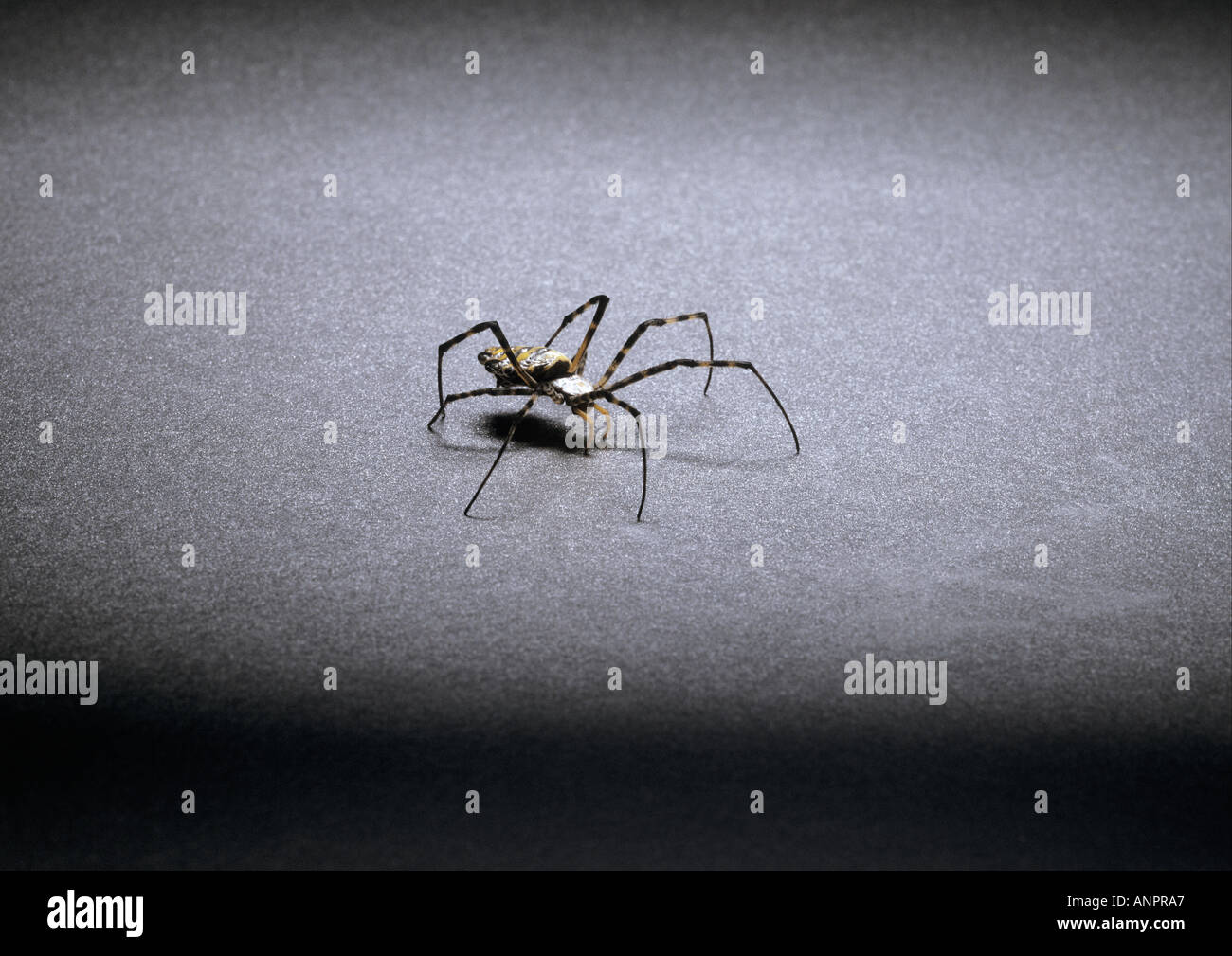 An orb spider Stock Photo