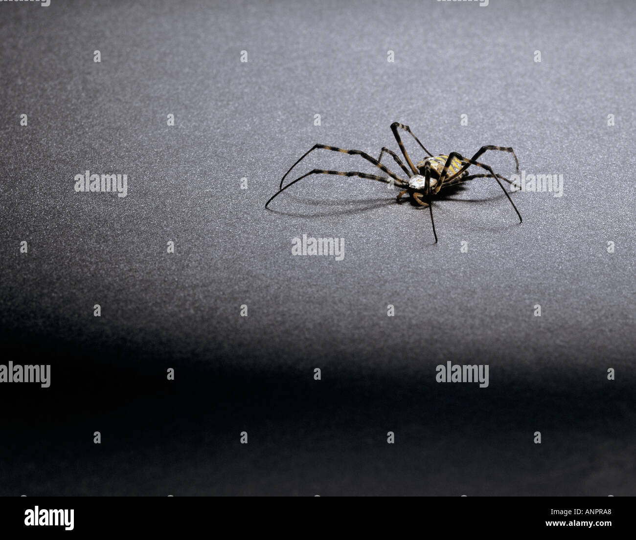 An orb spider Stock Photo