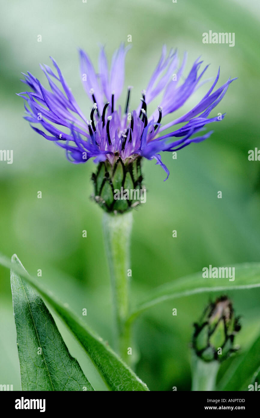 Centaurea montana flower Stock Photo