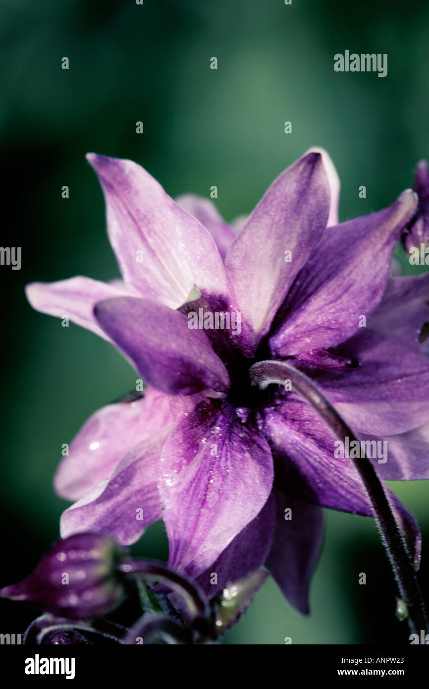 aquilegia flower Stock Photo