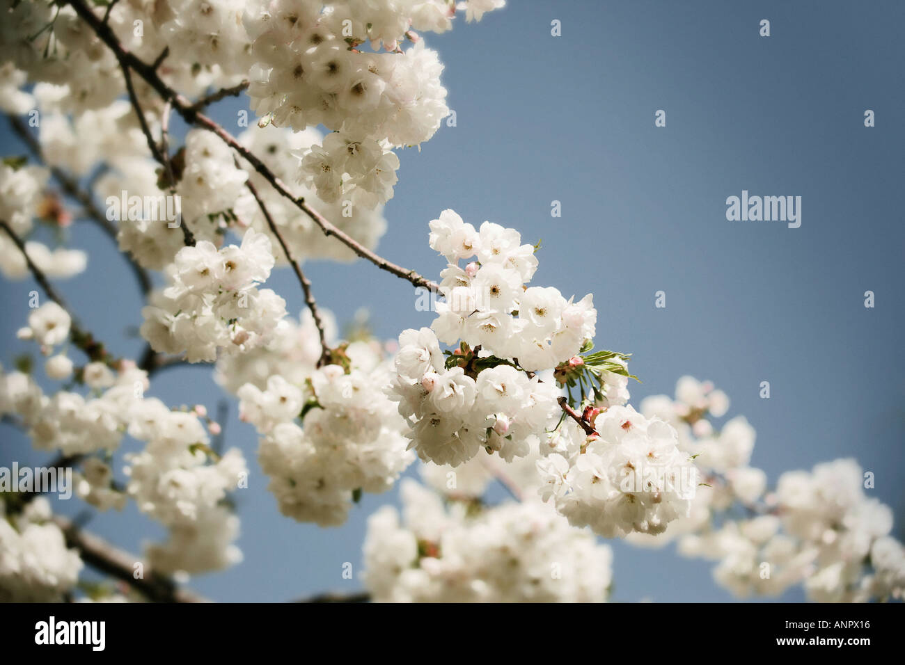 cherry blossom against a blue sky Stock Photo