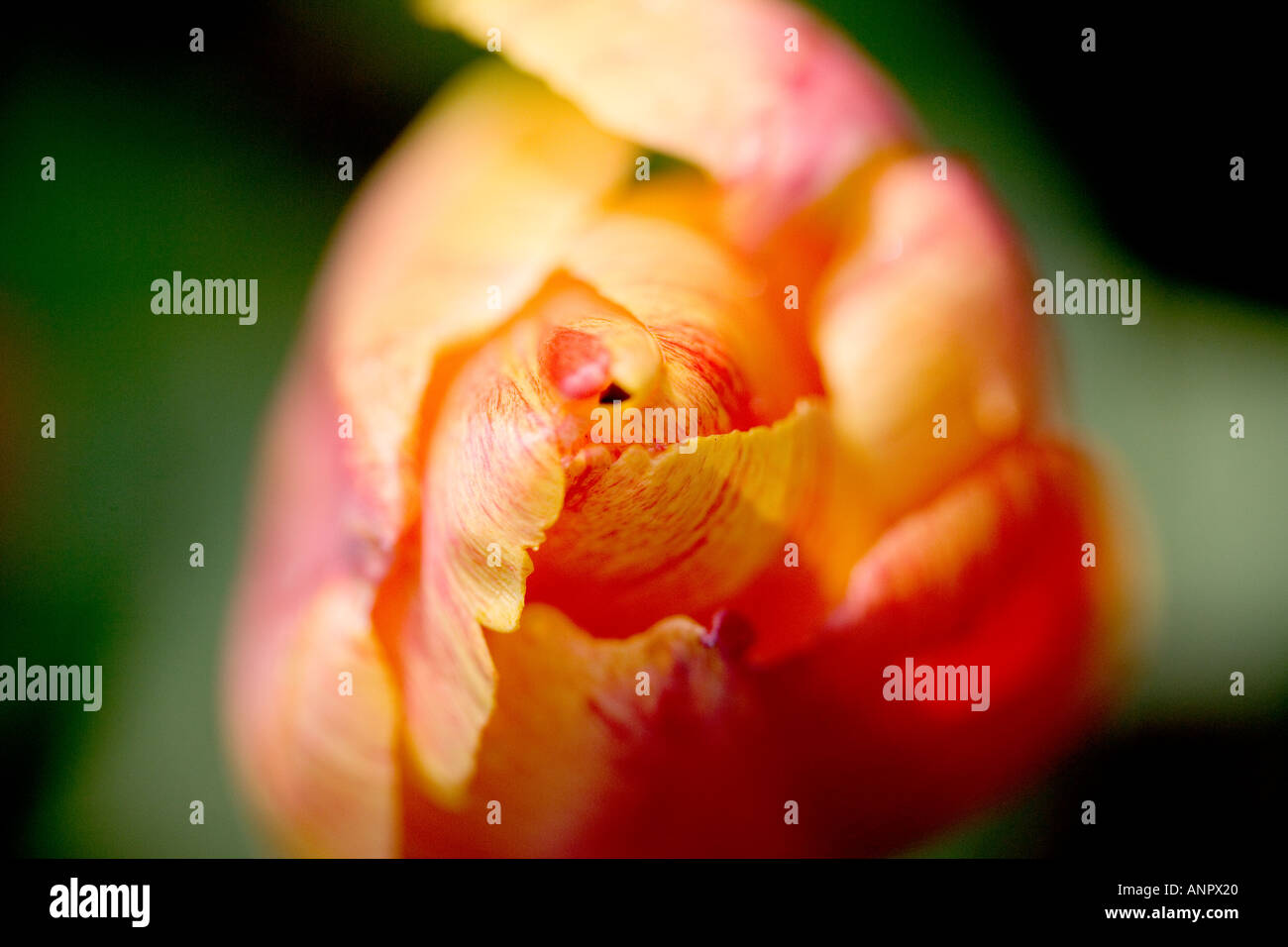 partially opened tulip bud Stock Photo