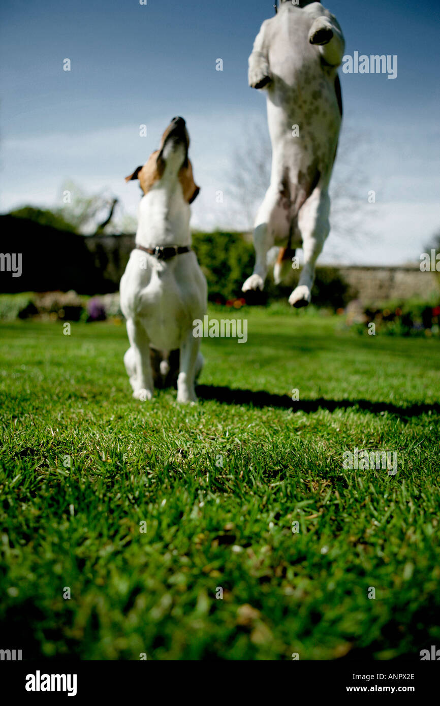 Jumping jack exercise hi-res stock photography and images - Alamy