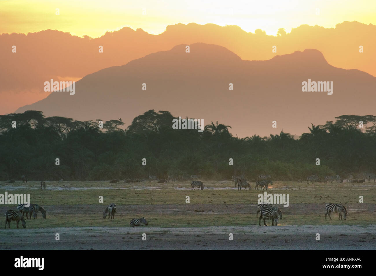 Africa sunset plains zebra hi-res stock photography and images - Alamy