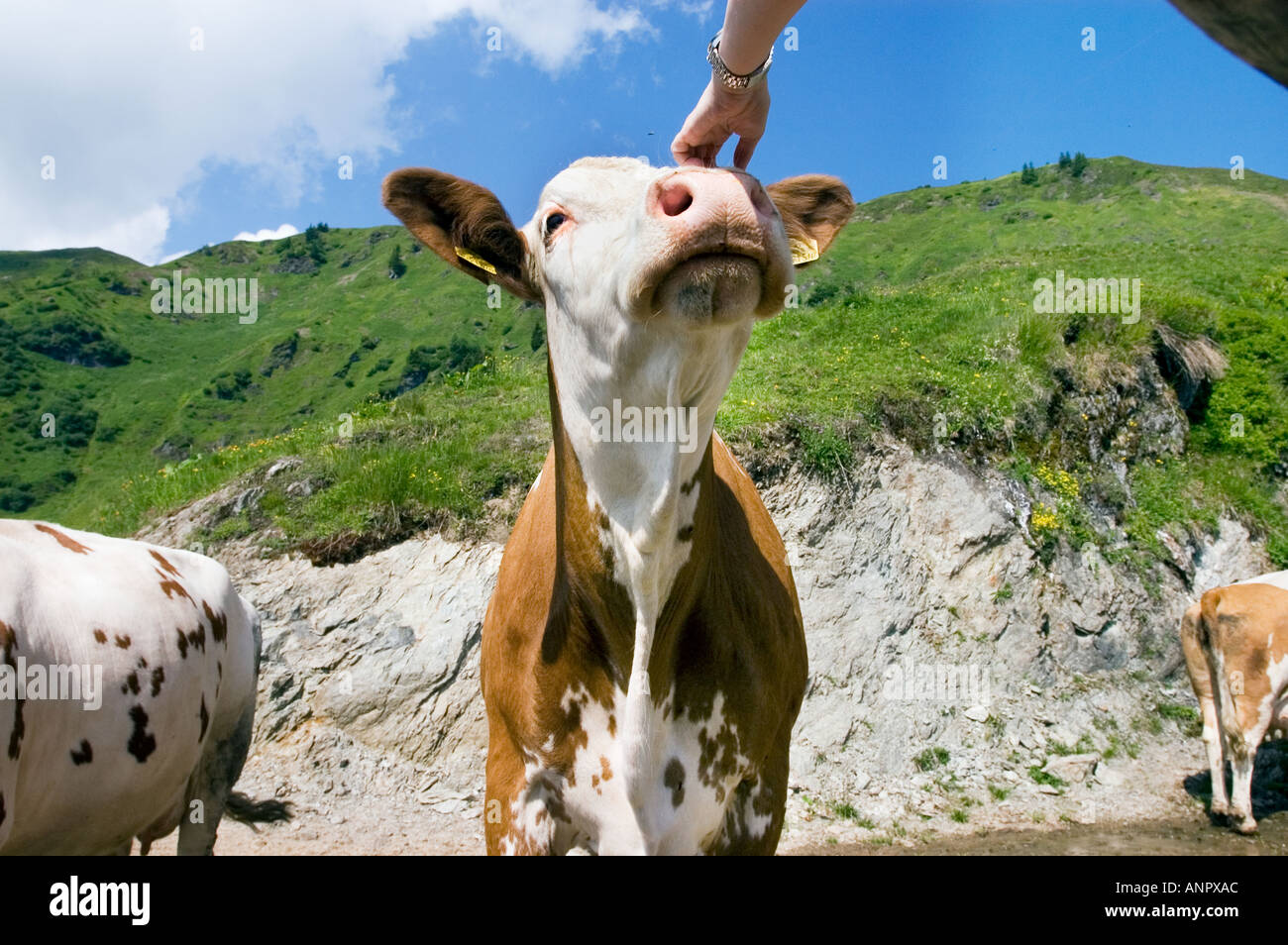 stroking a 1 one cow by hand in a mountain pasture IDYLL idyllic Stock Photo