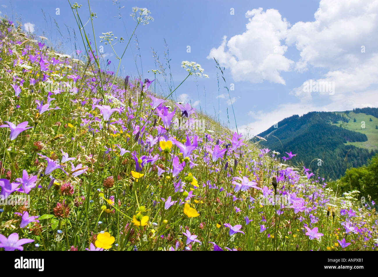 Alm Alpine pasture alp Alpine meadow PANORAMA  hochkönig hochkoenig ALPS mountains Salzburger Stock Photo