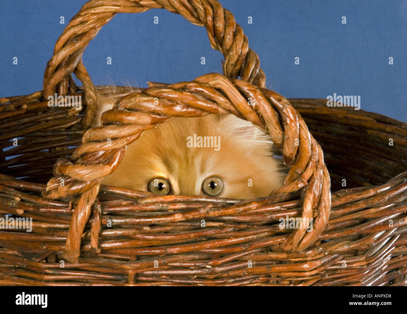 young red persian cat male cat tomcat malecat Show Cat hides in a