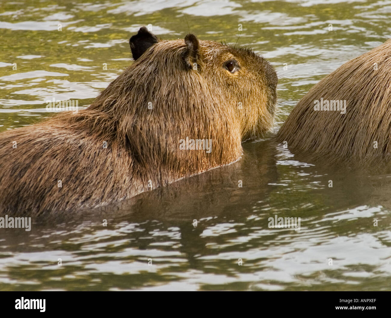 Capybara the largest rodent in the world semi-aquatic rodent of South America and the Andes Stock Photo