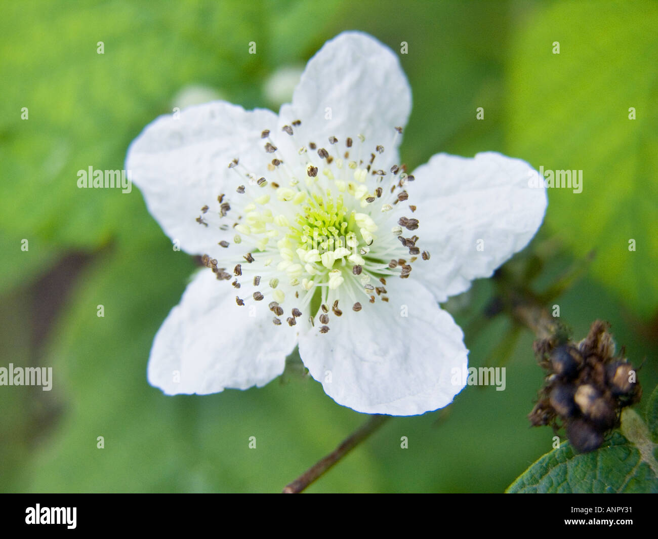 wild black raspberry flower Rubus fruticosa fruticosus blossom Stock
