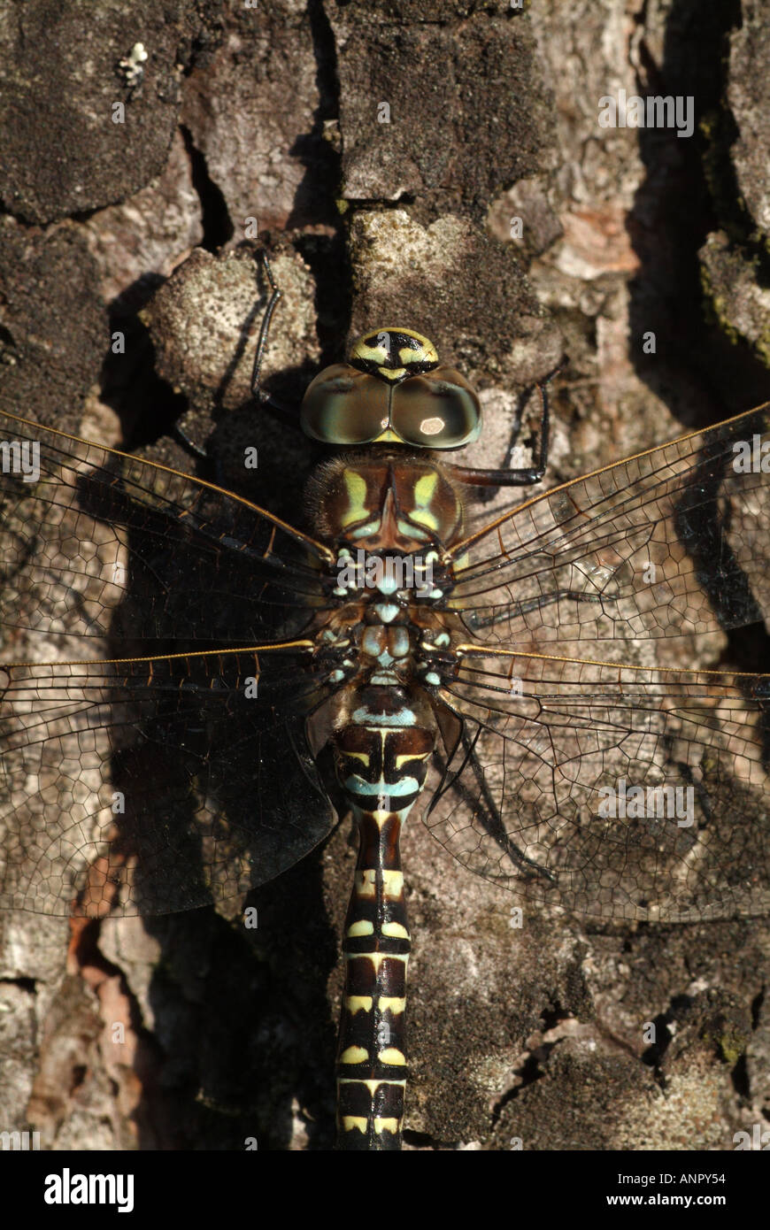 Closeup photograph of the dragonfly called Subarctic Hawker Subarctic Darner in America resting on a tree trunk Scientific na Stock Photo