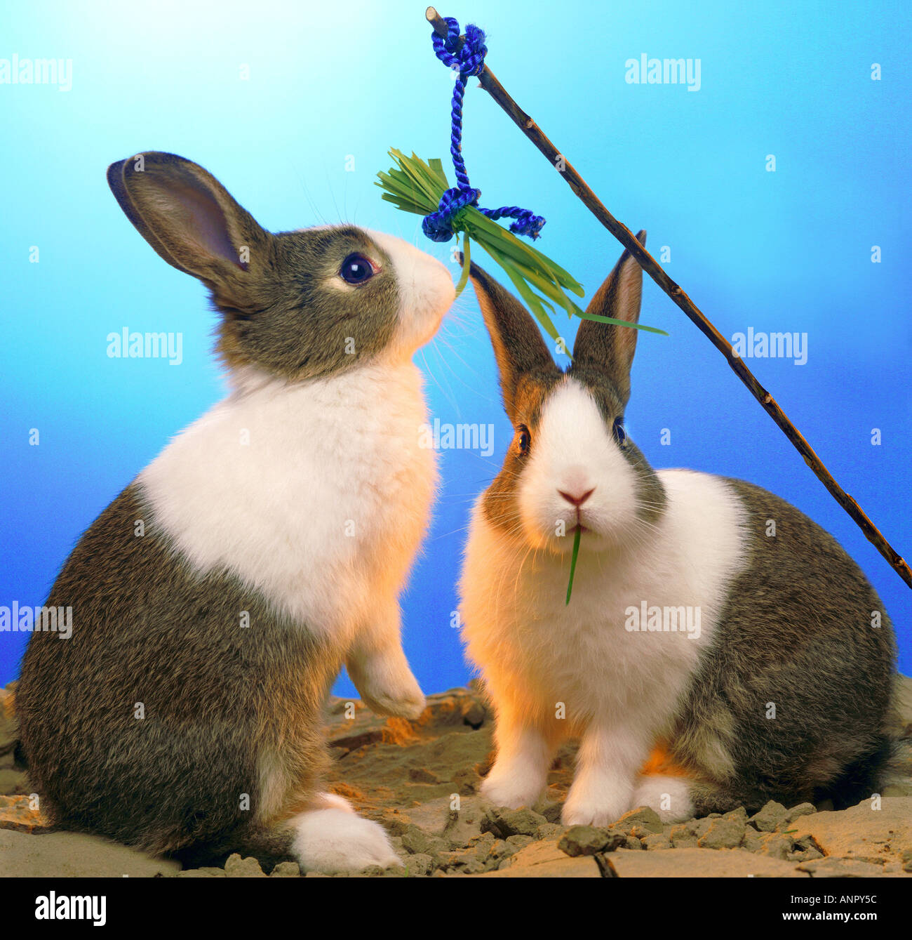 fishing for rabbits humour joke fun funny animal Stock Photo - Alamy