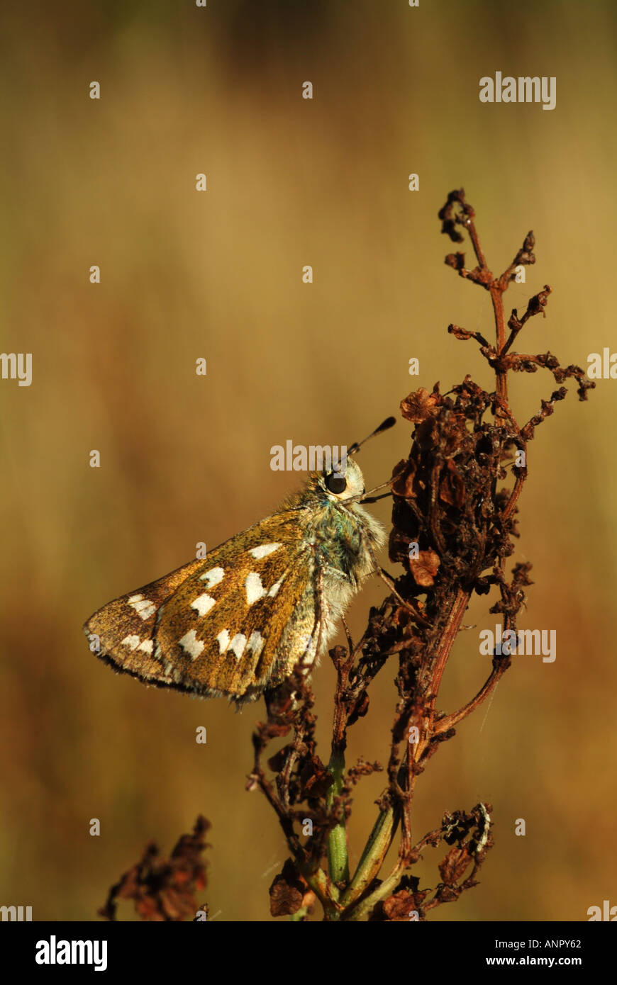 A Silver spotted Skipper known in America as the Common Branded Skipper is resting in the evening sun Stock Photo