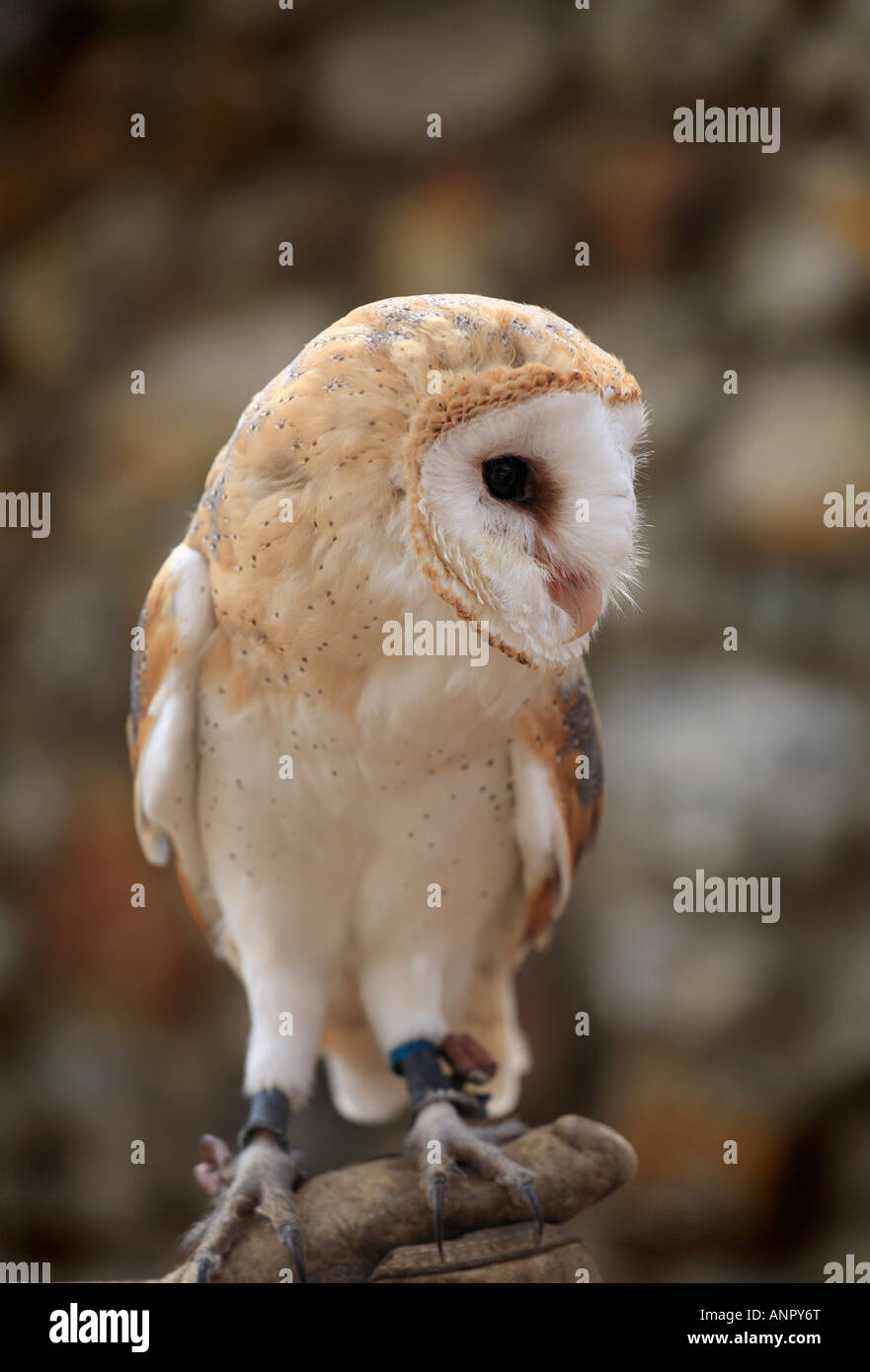 Barn owl resting on a glove. Stock Photo