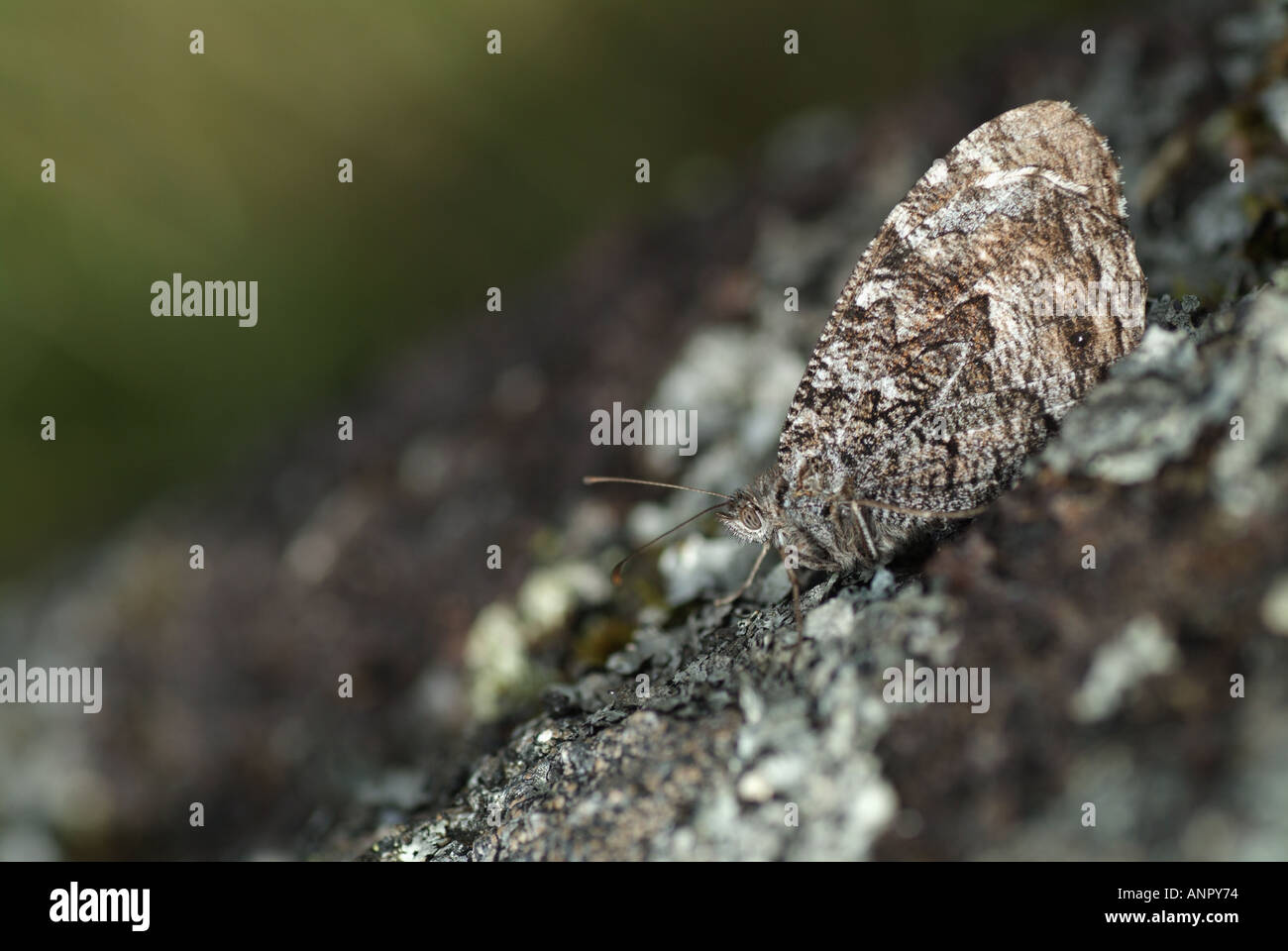 A Grayling Hipparchia semele is resting well camouflaged on the ground Stock Photo