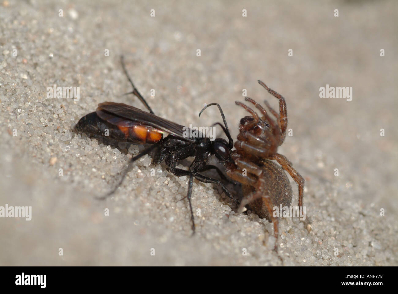 A Black Banded Spider Wasp Anoplius viaticus has succeeded in paralyzing a spider Stock Photo