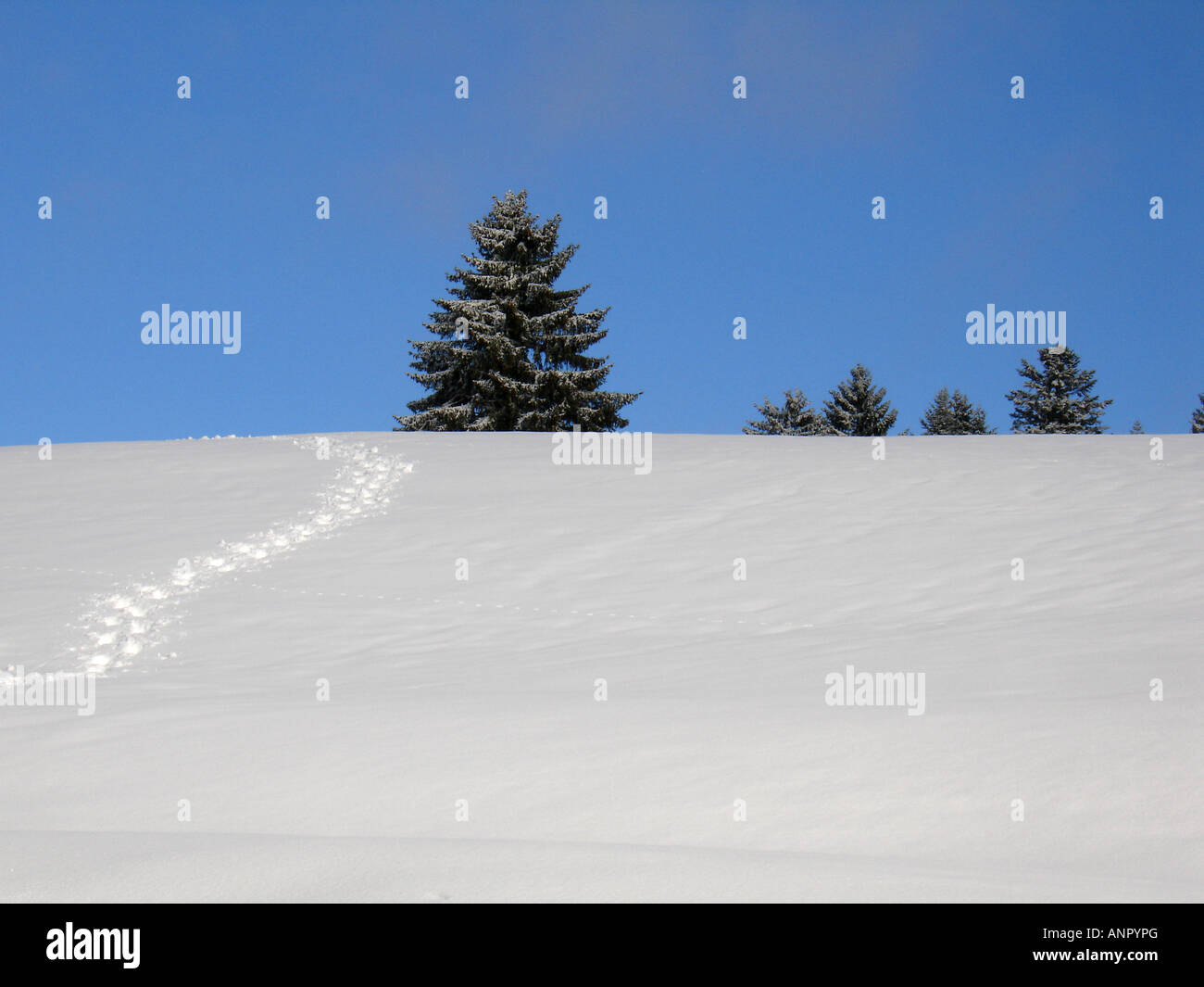 Beautiful snow covered hill with path and fir tree in winter landscape with blue sky in Jura mountains, Switzerland and France Stock Photo