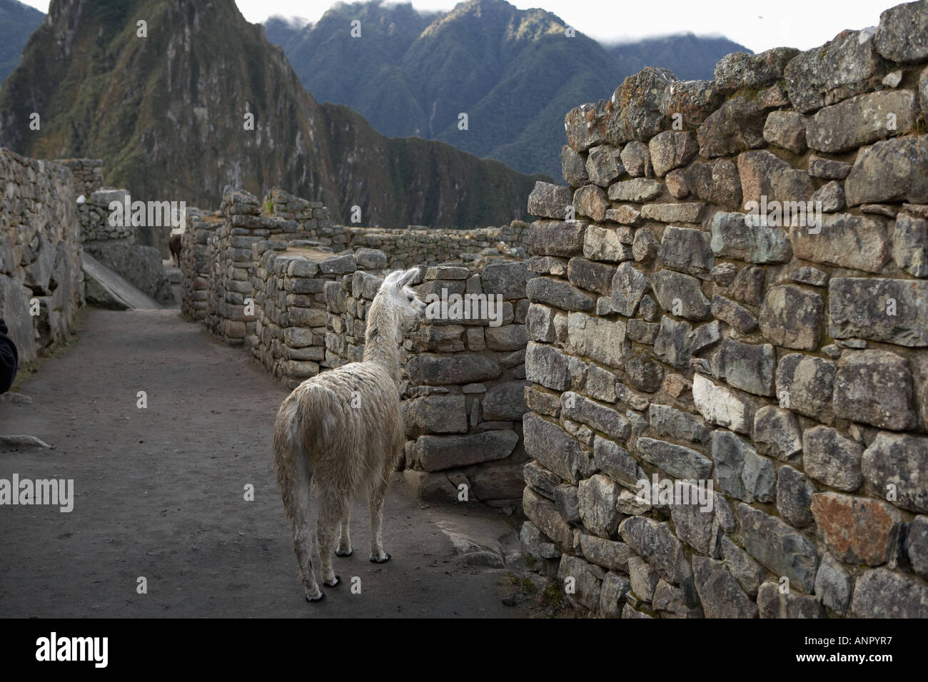 Llama machu picchu andes hi-res stock photography and images - Alamy