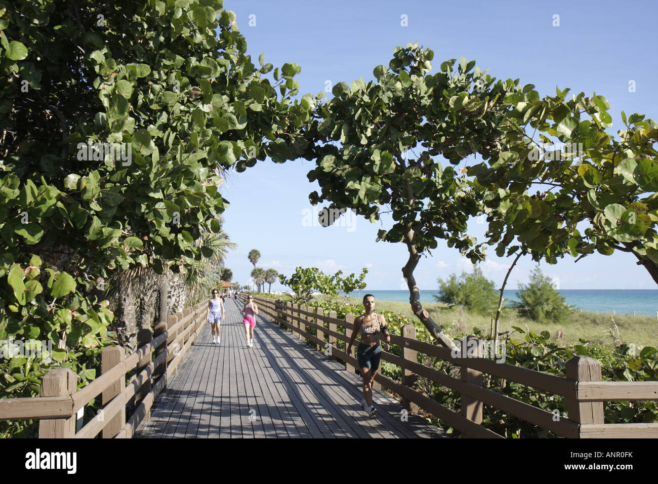 Miami Beach Florida,Atlantic Ocean water shore,boardwalk,runners,jogger,joggers,jogging,runner,runners,running,sea grape tree trees,visitors travel tr Stock Photo