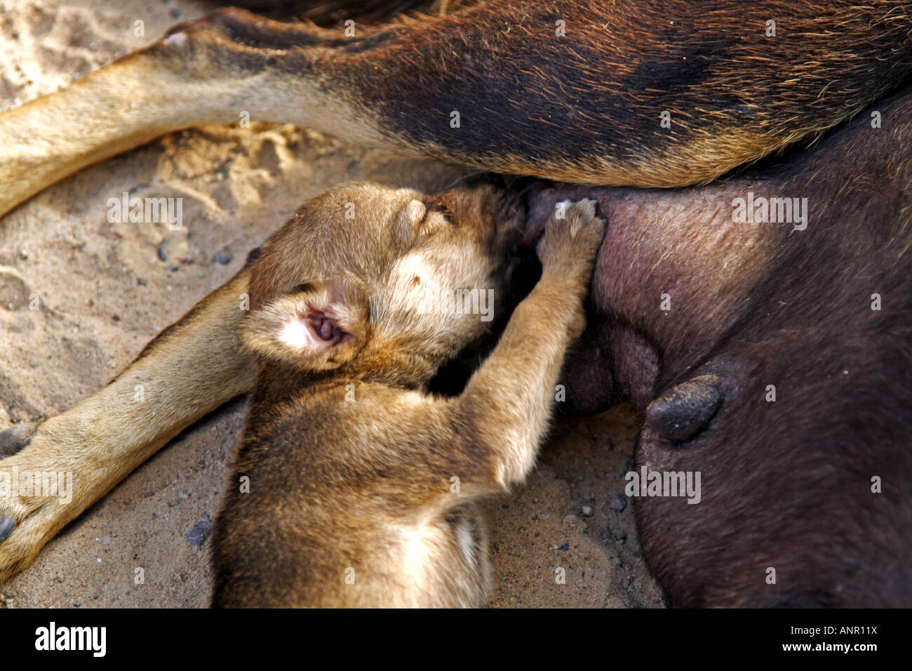 Suckling dog pup Stock Photo