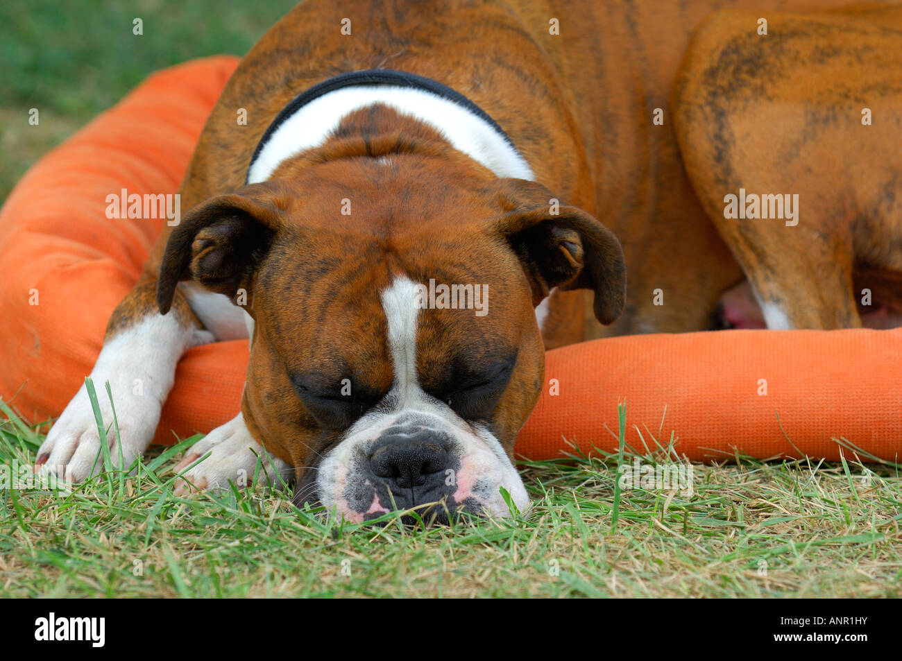 Boxer At Rest High Resolution Stock Photography and Images Alamy