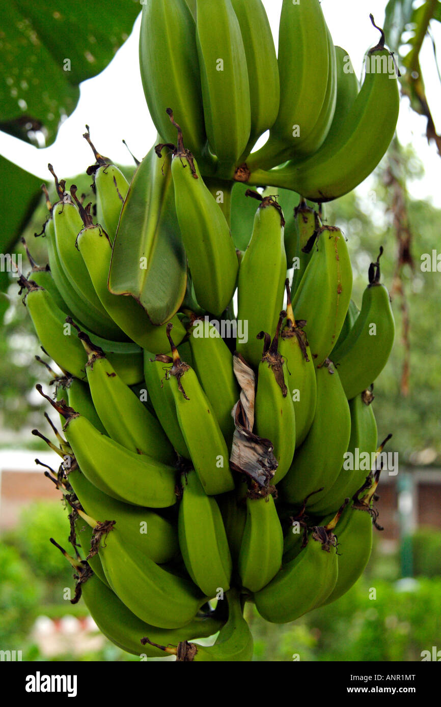 Banana fruits on the plant Stock Photo Alamy