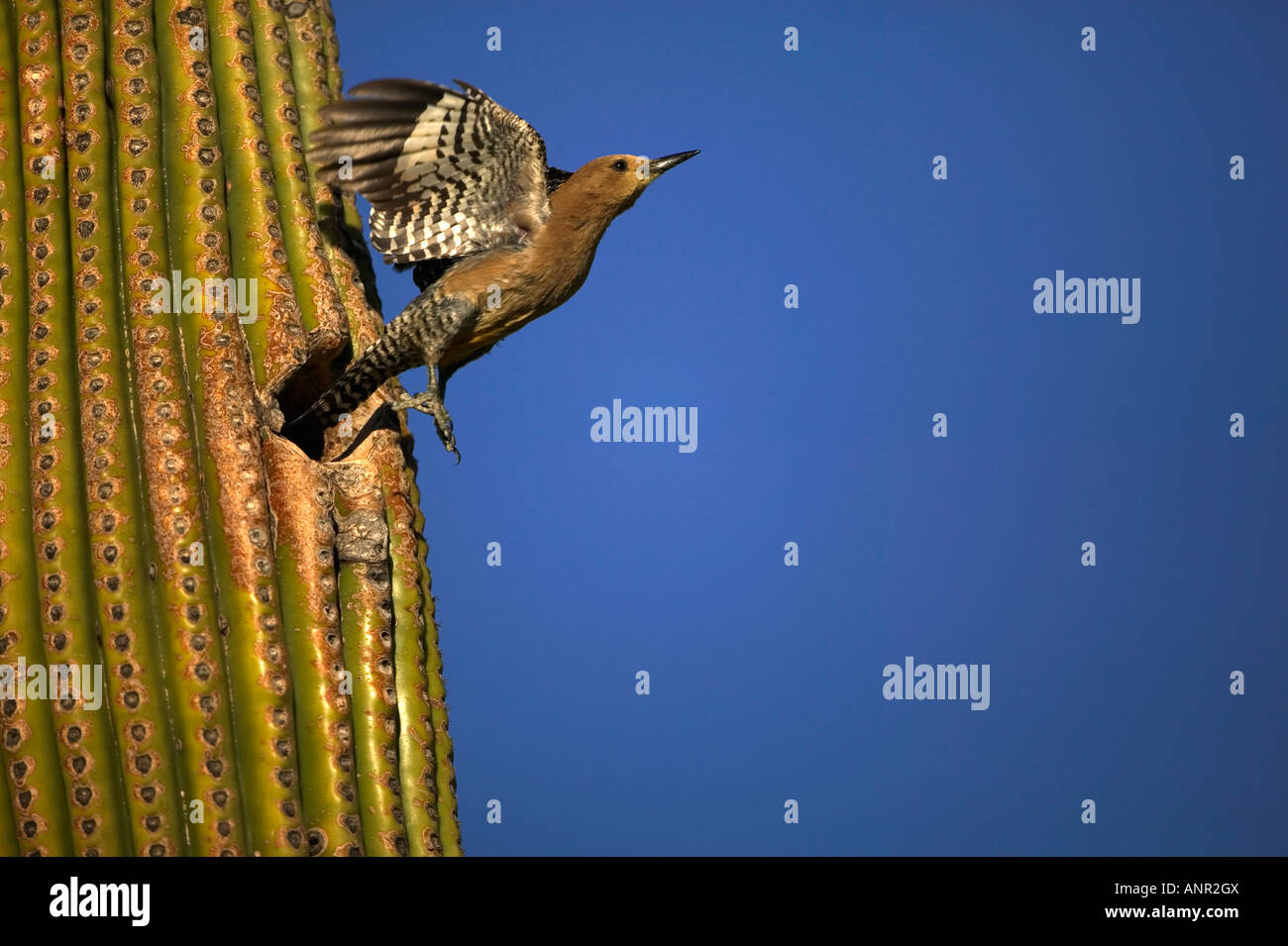 Gila Woodpecker (Melanerpes uropygialis) In flight leaving nest hole -  Arizona - USA Stock Photo