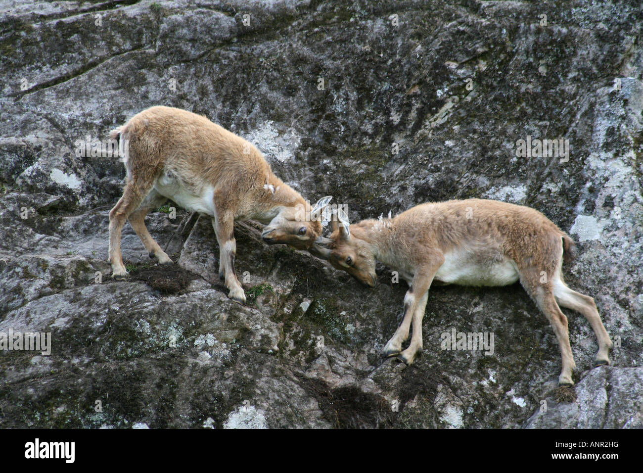 Young Turkmenian Markhors (Capra Falconeri Heptneri) jousting on a almost sheer cliff face. Stock Photo