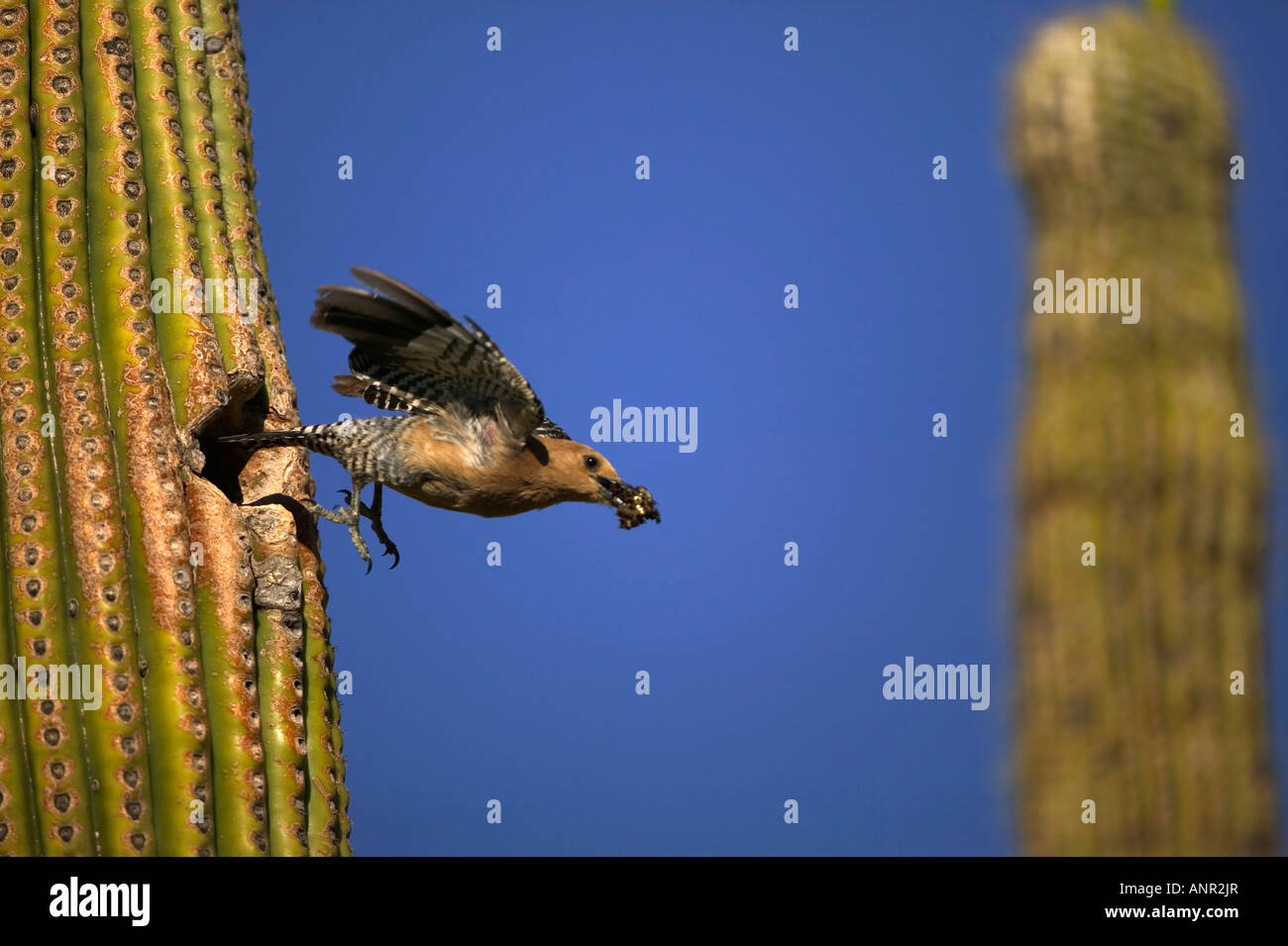 Gila Woodpecker (Melanerpes uropygialis) In flight leaving nest hole with fecal sac -  Arizona - USA Stock Photo