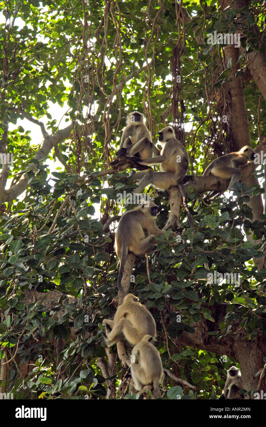 A bunch of Langur monkeys Stock Photo Alamy