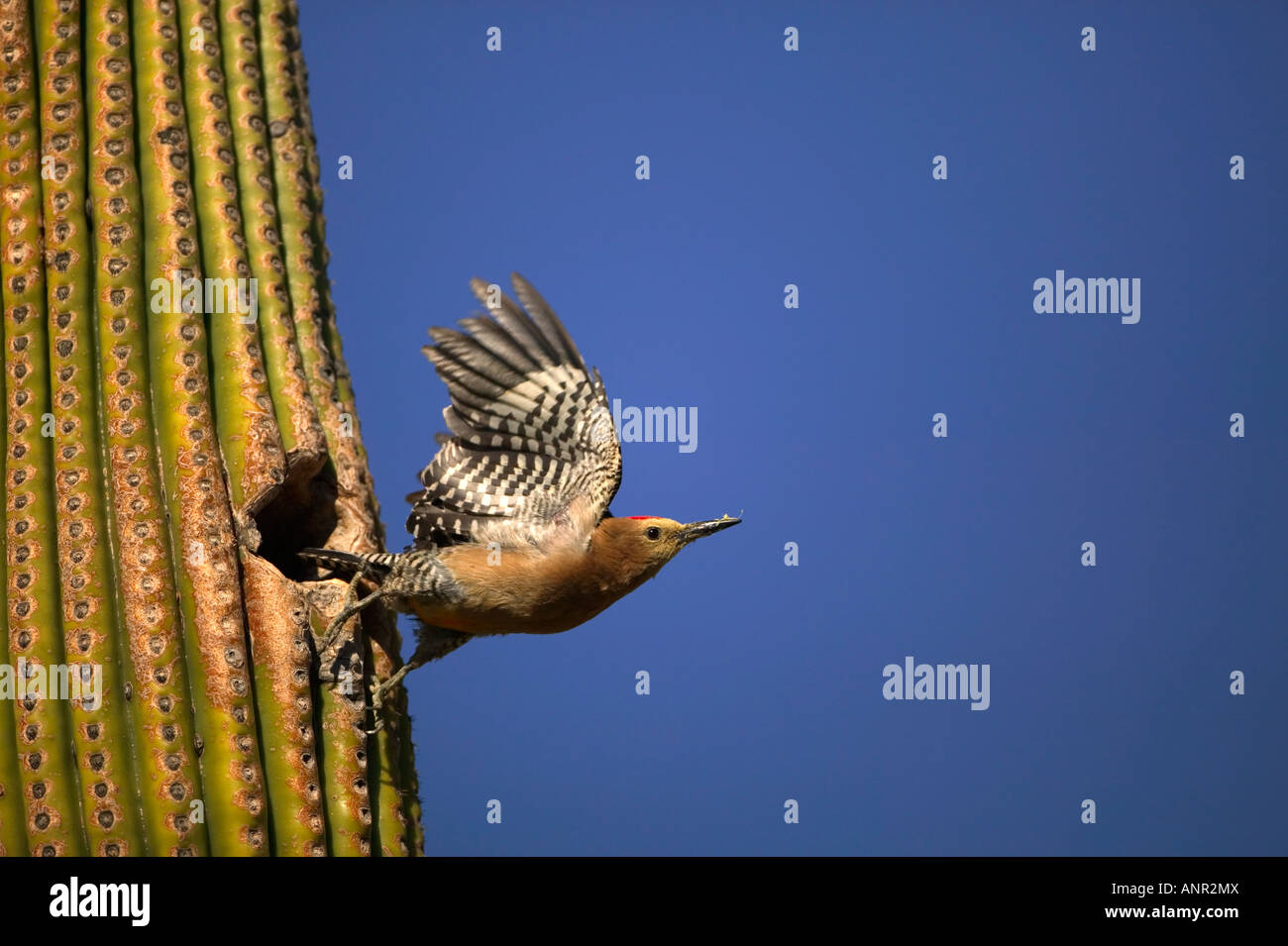 Gila Woodpecker (Melanerpes uropygialis) In flight leaving nest hole Arizona USA Stock Photo