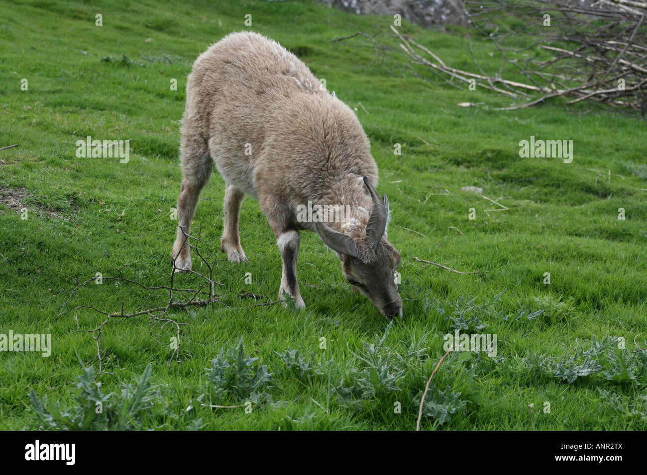 Young Turkmenian Markhor grazing. (Capra Falconeri Heptneri) Stock Photo