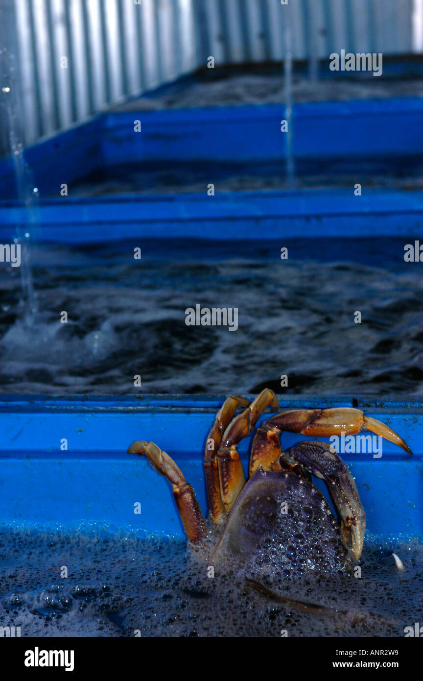 Washington State Crab Season 2024 Schedule Tessa Fleurette