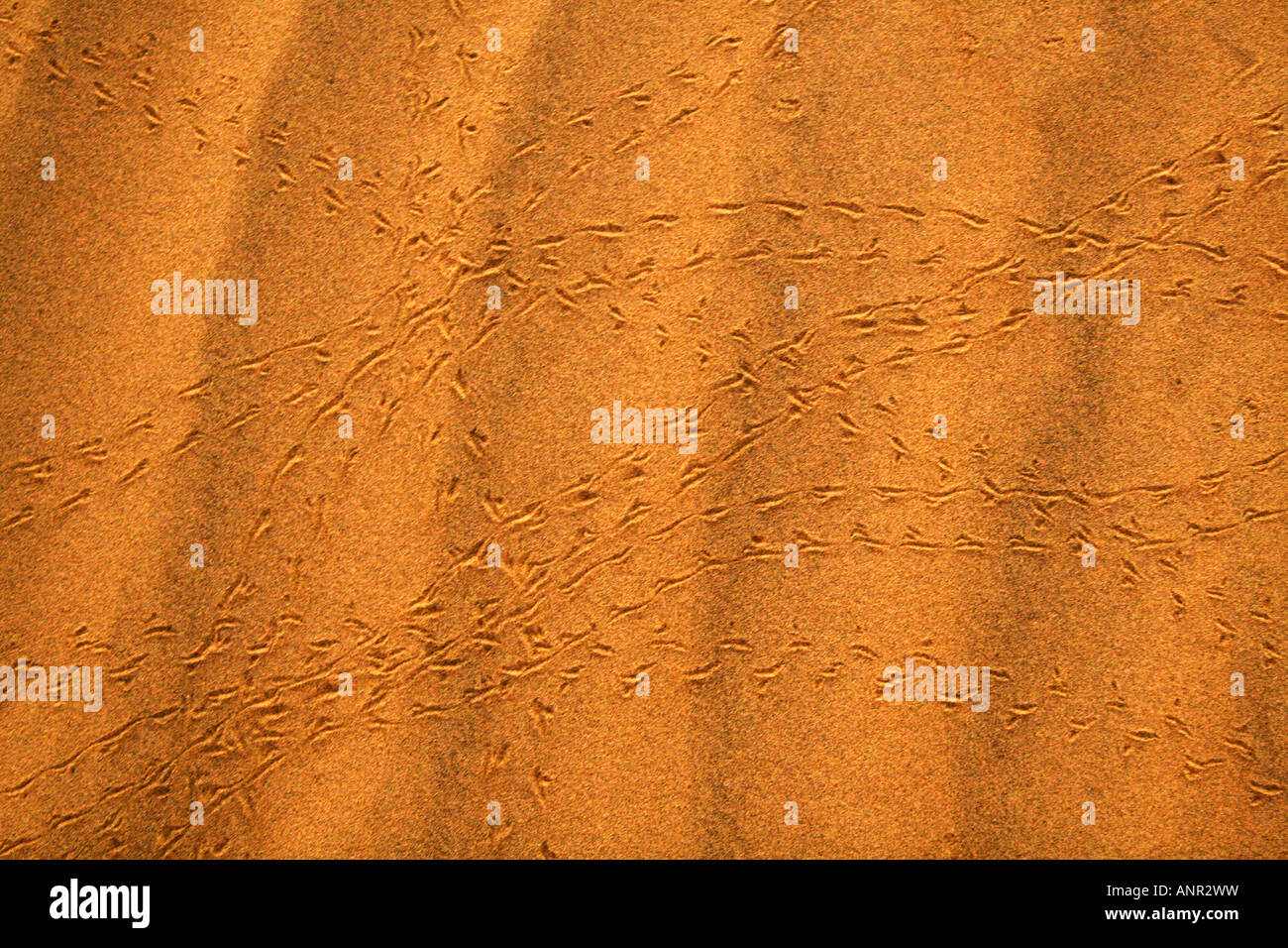 Traces of dung beetles in the desert sand Stock Photo